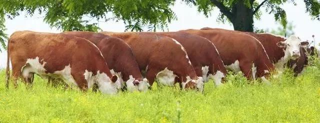 種植皇竹草養牛，需要了解一些什么