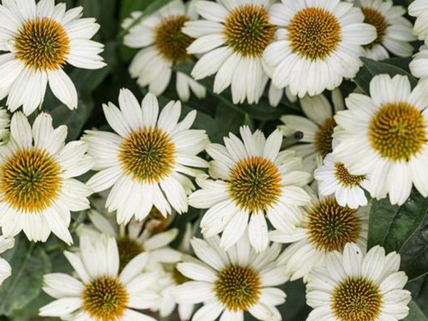 串葉松香飼用價值及方法以及播種技術 串葉松香飼用價值及方法以及播種技術