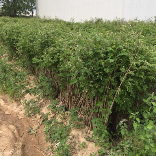 紫穗槐育苗產(chǎn)苗量高，繁育時(shí)間短，生長(zhǎng)速度快