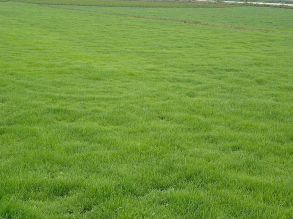 堿茅草種子種植方法是什么,發芽率怎么樣 堿茅草種子種植方法是什么,發芽率怎么樣