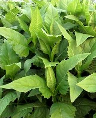 優(yōu)質高產(chǎn)牧草——串葉松香草的種植方法 優(yōu)質高產(chǎn)牧草——串葉松香草的種植方法