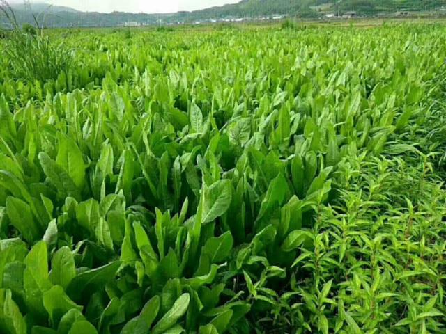 牧草菊苣是多年生嗎？種植方法是什么？