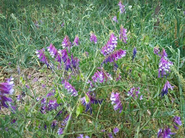 毛苕子的種植技術(shù)介紹以及播種時(shí)間 毛苕子的種植技術(shù)介紹以及播種時(shí)間