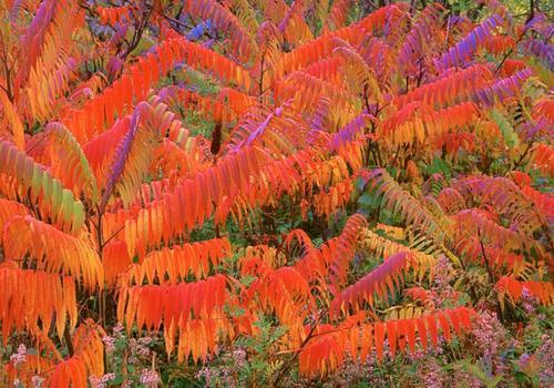 生命力頑強的鹽膚木，鹽膚木基本價值與種植技術介紹