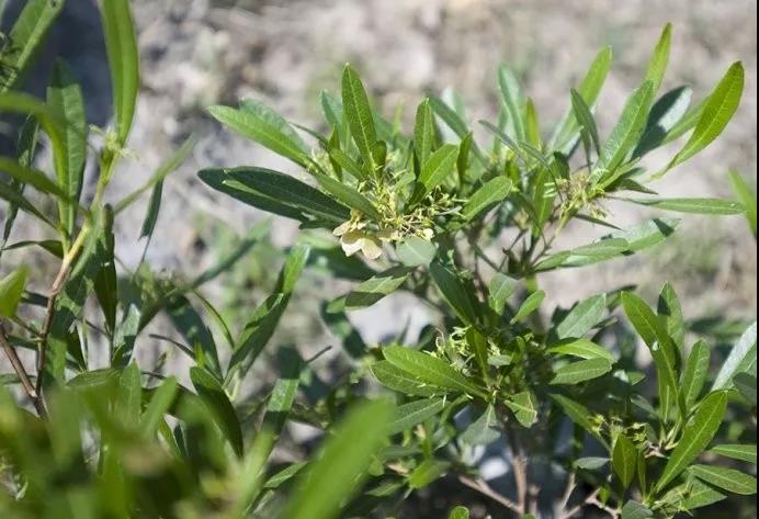 車桑子繁殖方式以及主要經(jīng)濟價值 車桑子繁殖方式以及主要經(jīng)濟價值