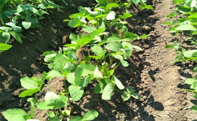 種植黑豆時，掌握技術方法產(chǎn)量能提升