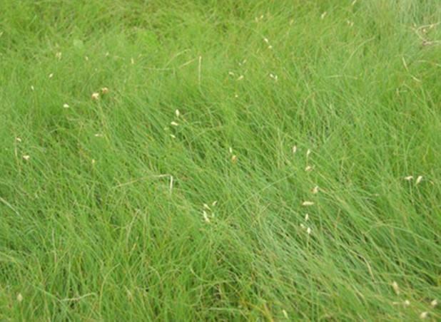 野牛草優(yōu)點優(yōu)勢有哪些,野牛草有著非常不錯的經(jīng)濟價值 野牛草優(yōu)點優(yōu)勢有哪些,野牛草有著非常不錯的經(jīng)濟價值