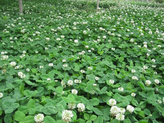 白三葉的種植技術(shù)，什么時(shí)候種植比較合適