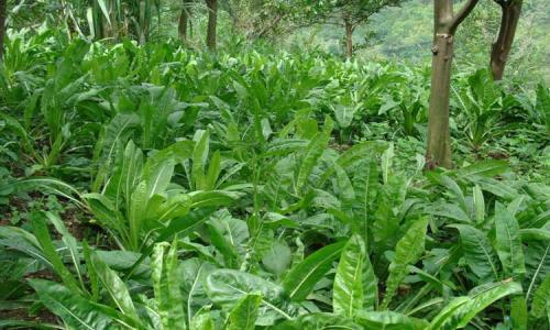 魯梅克斯的前景應用，主要特點是什么？