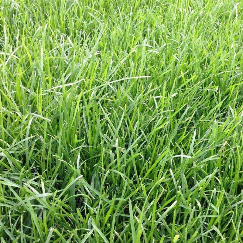 早熟禾草坪雜草發(fā)生規(guī)律及處理方案! 早熟禾草坪雜草發(fā)生規(guī)律及處理方案!