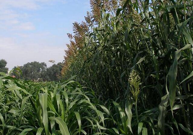 甜高粱栽培,田間管理方法有哪些 甜高粱栽培,田間管理方法有哪些