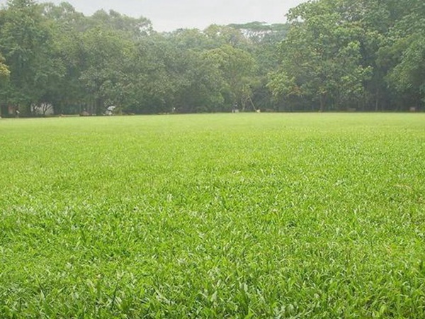 堿茅草種子多久能發芽,播種方法是什么? 堿茅草種子多久能發芽,播種方法是什么?