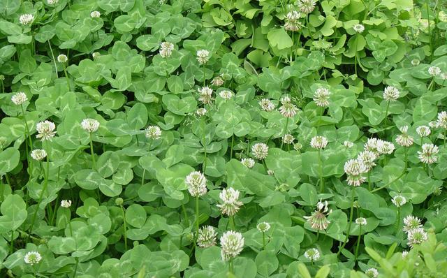 白三葉的種植技術(shù)，什么時(shí)候種植比較合適