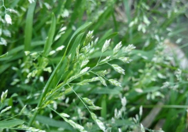 優質草坪草早熟禾的技術特點，種植養護有幾個要點