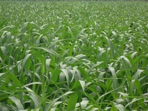 蘇丹草介紹以及主要價(jià)值,生長(zhǎng)速度 蘇丹草介紹以及主要價(jià)值,生長(zhǎng)速度