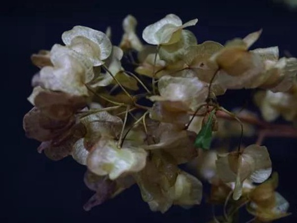 車桑子基本詳情介紹以及一車桑子的插花作品