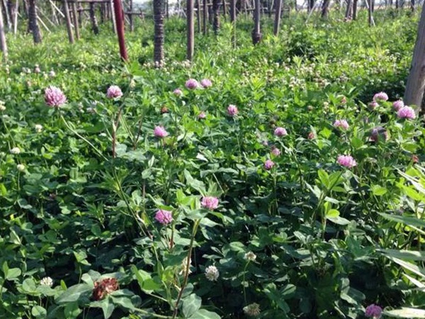 十種優質牧草及其栽培技術與方法 十種優質牧草及其栽培技術與方法