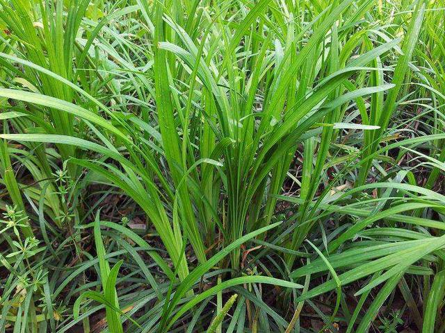種植披堿草產量高必須掌握了這兩個方法 種植披堿草產量高必須掌握了這兩個方法