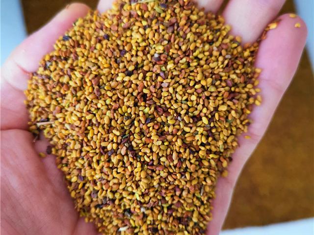 紫花苜蓿的種植技術(shù)介紹以及種植管理方法