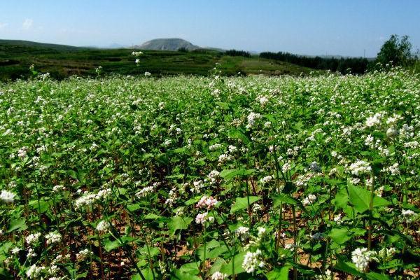 蕎麥的產地在哪？蕎麥的高產種植技術與方法