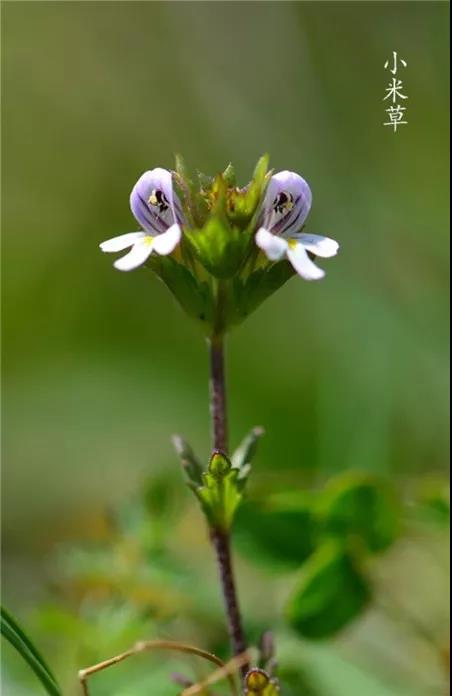 “小米草”的養(yǎng)護(hù)方法與播種繁殖