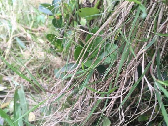 生命力頑強的草,它的名字盡然叫“狗牙根” 生命力頑強的草,它的名字盡然叫“狗牙根”