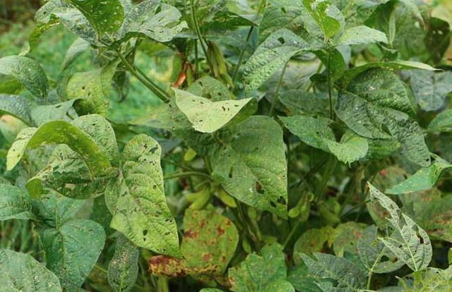 黑豆種植方法有哪些？什么時候播種比較合適？