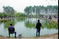 龍蝦養殖中小米草如何種植效益比較好