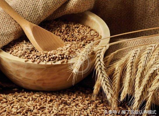 燕麥種子發芽率低怎么辦?怎么樣才能提高燕麥種子的發芽率? 燕麥種子發芽率低怎么辦?怎么樣才能提高燕麥種子的發芽率?