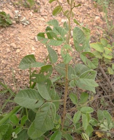 胡枝子經濟價值及種植技術