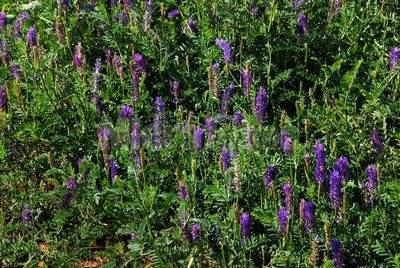 沙打旺種植氣候什么時候比較合適，有哪些需要注意的