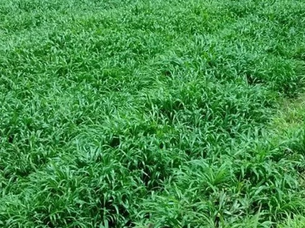 南方暖季型草坪種子——寬葉雀稗 南方暖季型草坪種子——寬葉雀稗