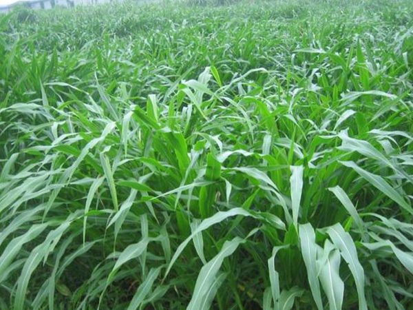 種植牧草需要注意的地方有很多，需要注意什么？