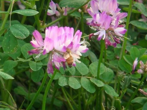 看著很好看的紫云英，紫云英基本介紹