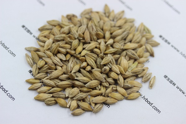 大麥——喂養(yǎng)信鴿的一種非常好的飼料