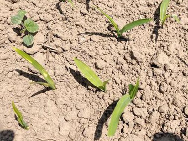 墨西哥玉米草出苗成活率是什么原因，怎么樣提高成活率？