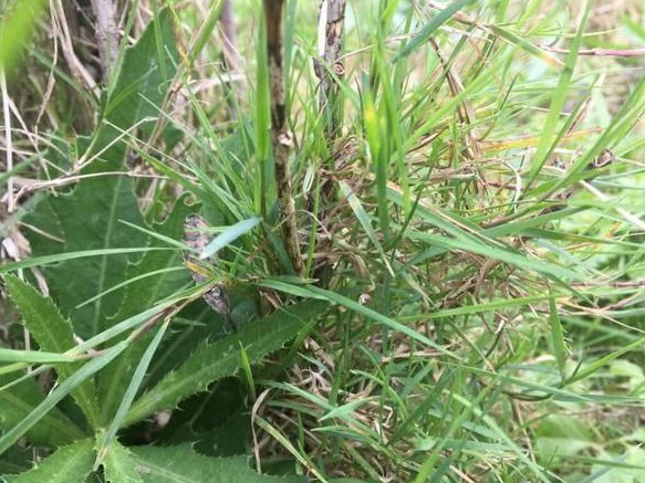 生命力頑強的草,它的名字盡然叫“狗牙根” 生命力頑強的草,它的名字盡然叫“狗牙根”