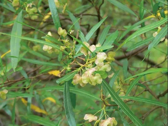 車桑子繁殖方式以及主要經(jīng)濟價值 車桑子繁殖方式以及主要經(jīng)濟價值