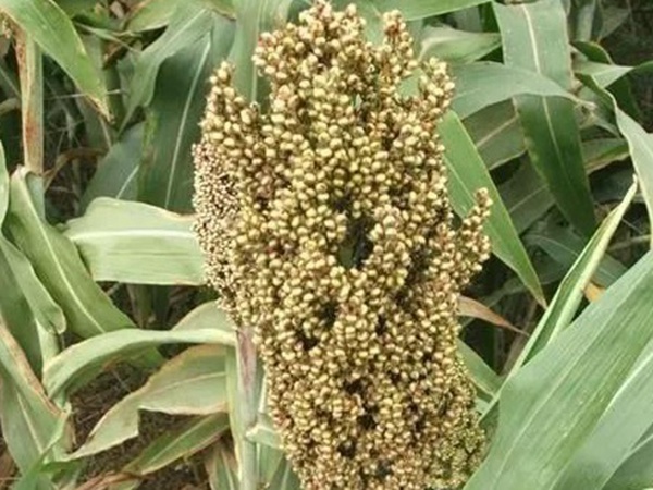 甜高粱簡單的種植方法，如何播種