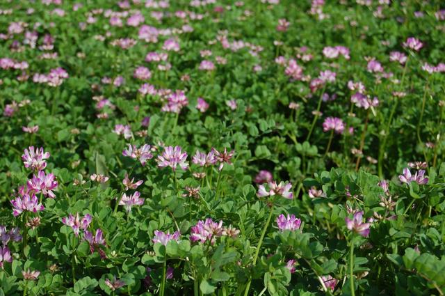 紫云英的生長環境和繁殖方法有什么要求