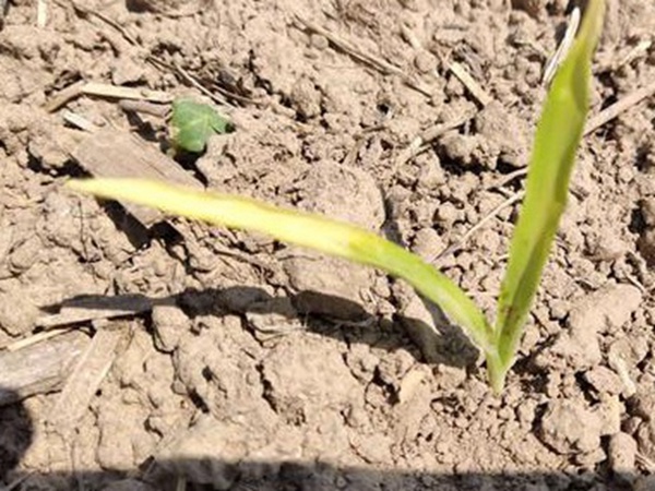 墨西哥玉米草出苗成活率是什么原因，怎么樣提高成活率？