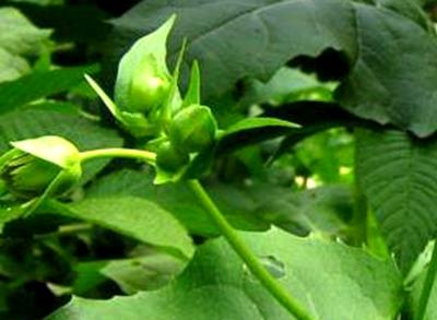 優(yōu)質高產(chǎn)牧草——串葉松香草的種植方法 優(yōu)質高產(chǎn)牧草——串葉松香草的種植方法