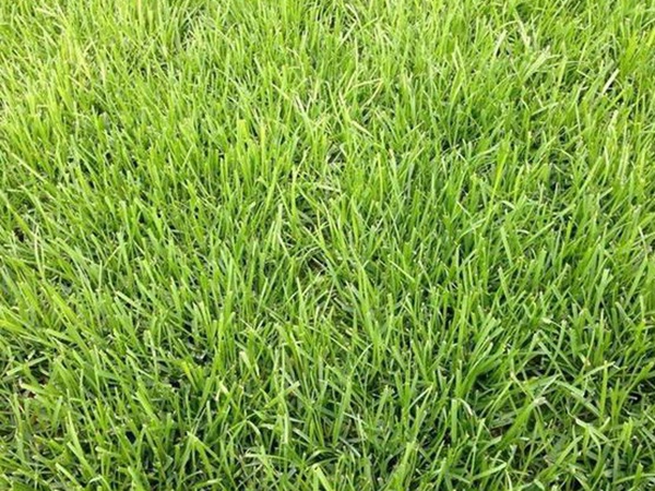 堿茅草種子多久能發芽,播種方法是什么? 堿茅草種子多久能發芽,播種方法是什么?