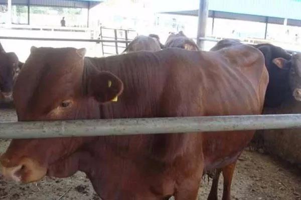 甜高粱喂牛的方法？注意方法是什么！