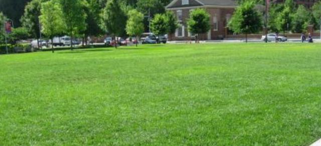 綠化草坪堿茅草的種植方法以及經(jīng)濟價值 綠化草坪堿茅草的種植方法以及經(jīng)濟價值