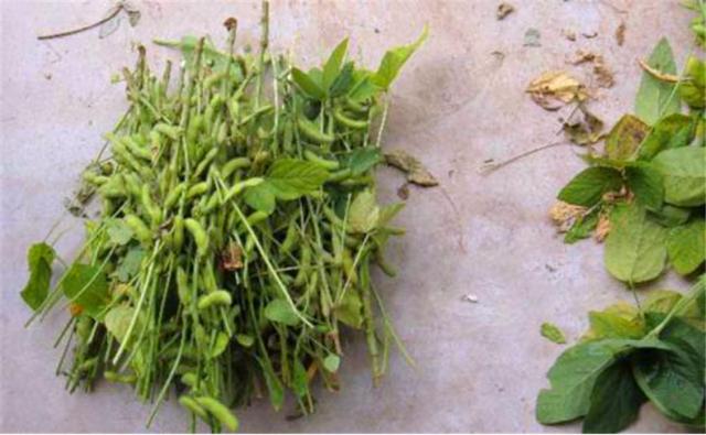 種植黑豆時，掌握技術方法產(chǎn)量能提升