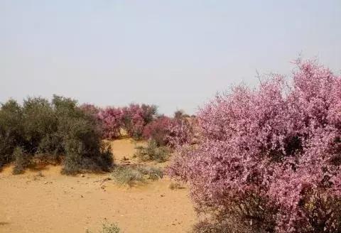 守護沙漠的花姑娘——花棒形態特征以及經濟價值 守護沙漠的花姑娘——花棒形態特征以及經濟價值