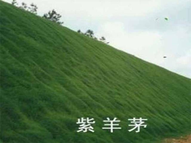 冷季型草坪種子紫羊茅種植起來居然會這么簡單