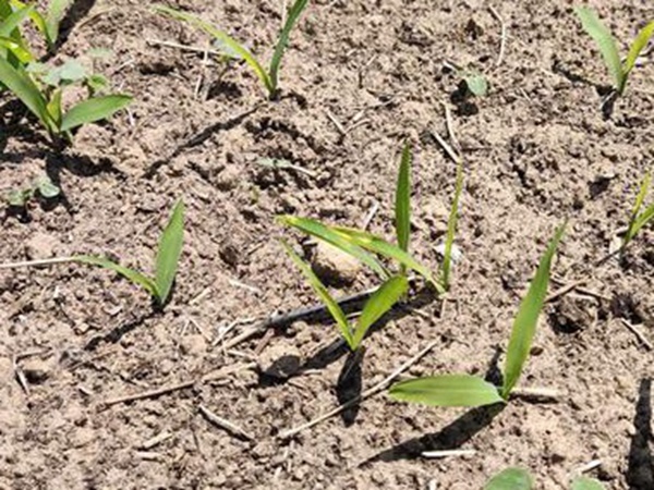 墨西哥玉米草出苗成活率是什么原因，怎么樣提高成活率？