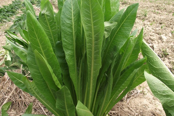 種植牧草——菊苣來喂養兔子 種植牧草——菊苣來喂養兔子